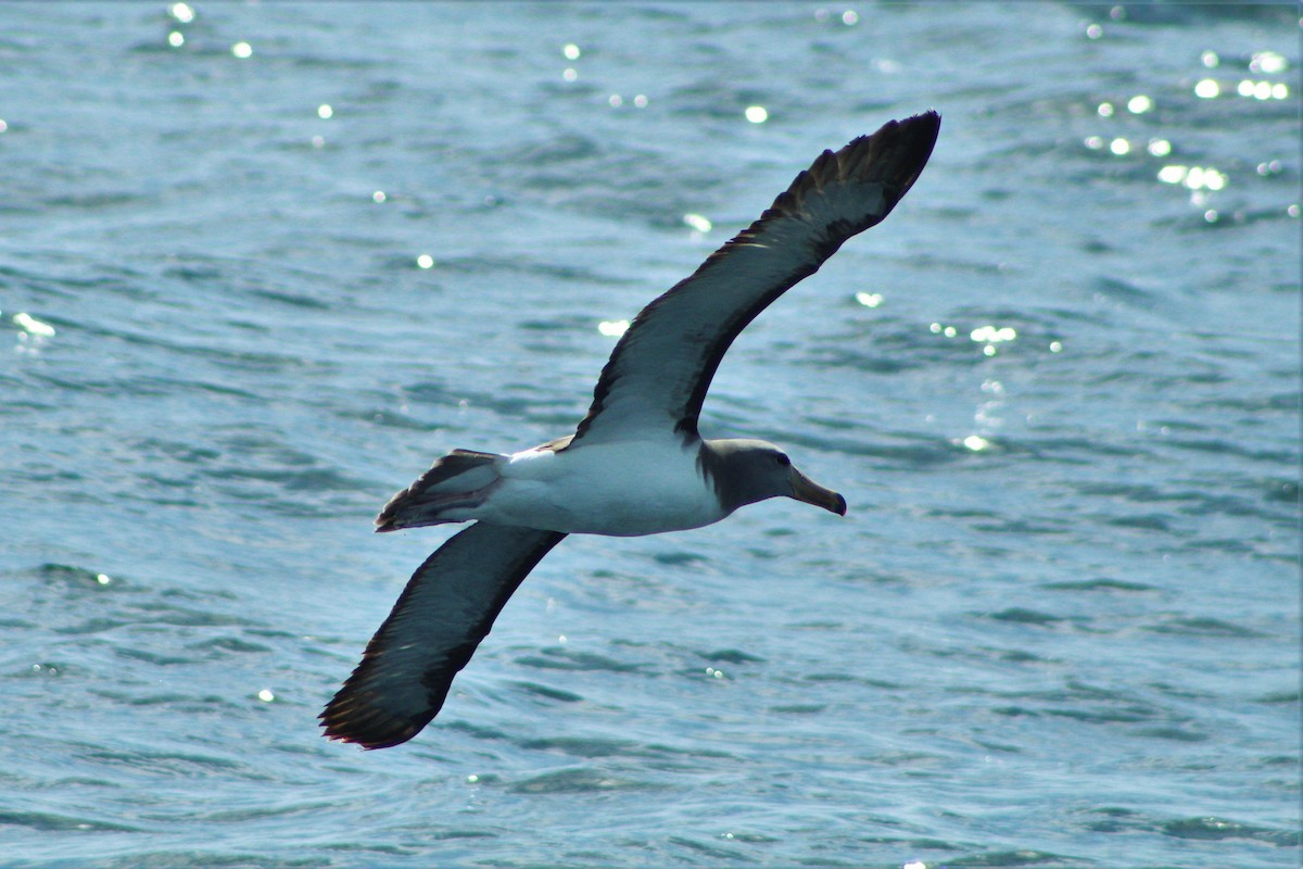 Chatham Albatross - ML39845131