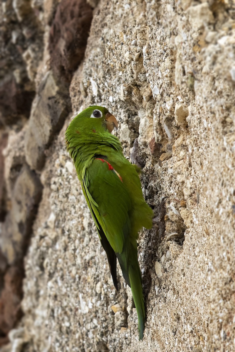 Hispaniolan Parakeet - ML398455961