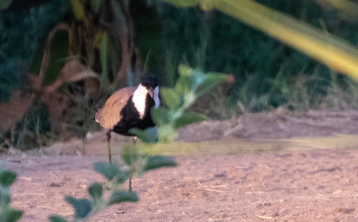 Spur-winged Lapwing - ML398457021