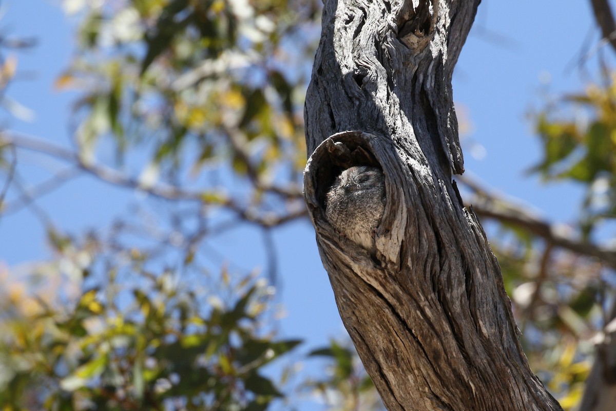 Australian Owlet-nightjar - ML398458631