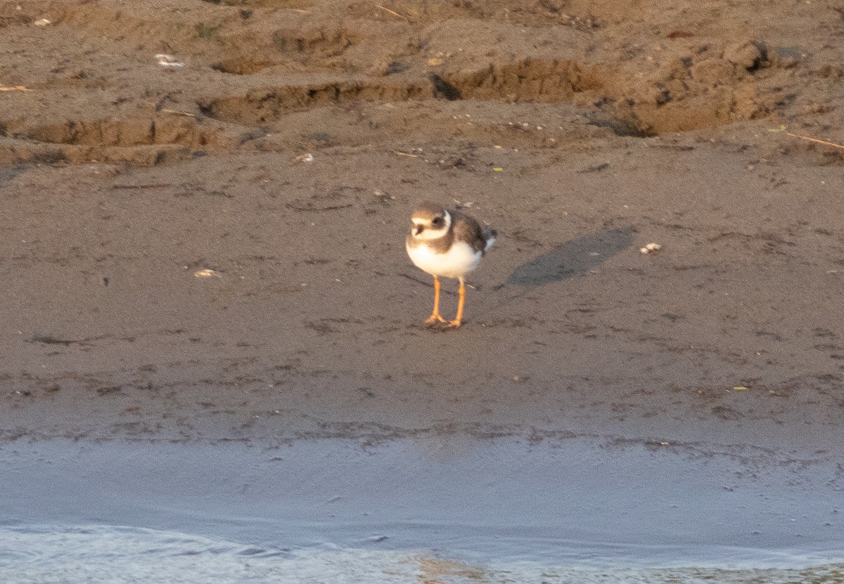 Common Ringed Plover - ML398464041