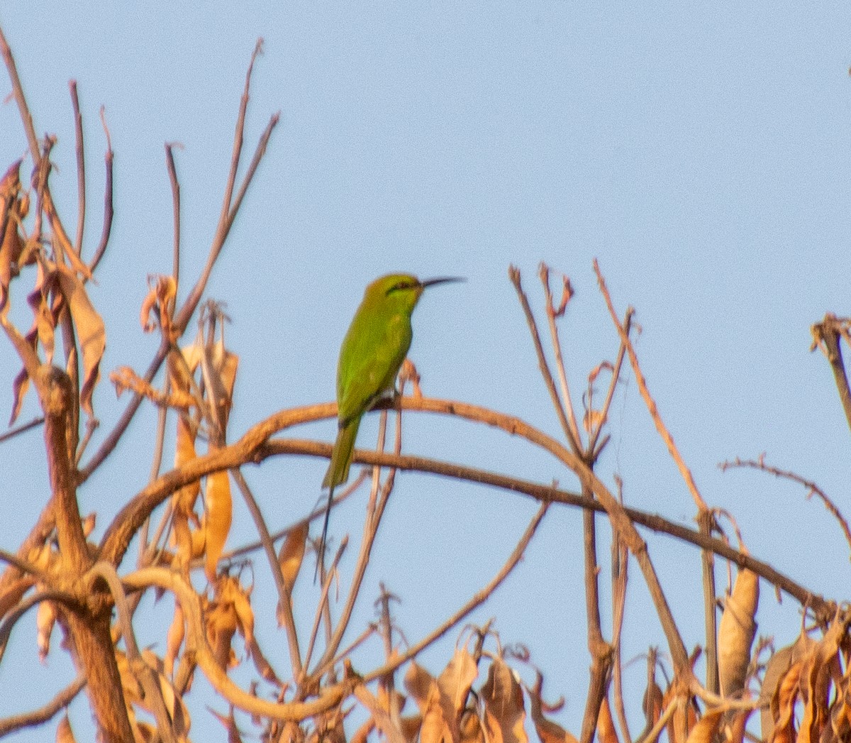 African Green Bee-eater - ML398464451