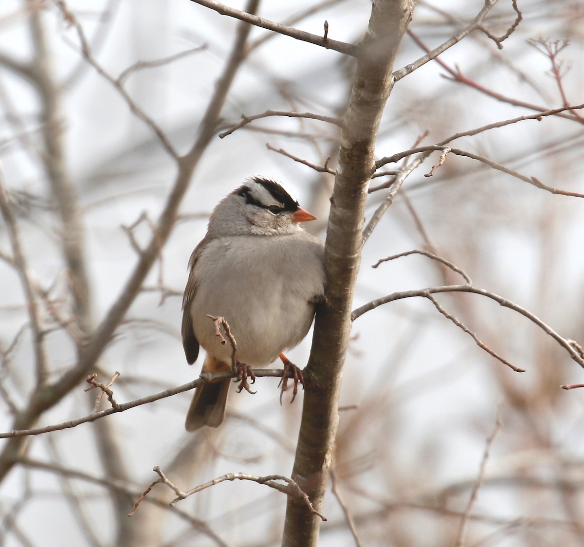 White-crowned Sparrow - rick nirschl