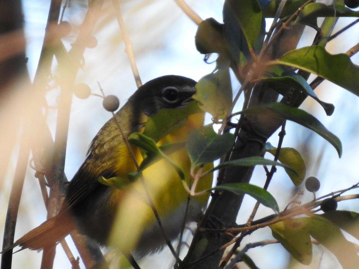 Yellow-breasted Chat - ML398470181