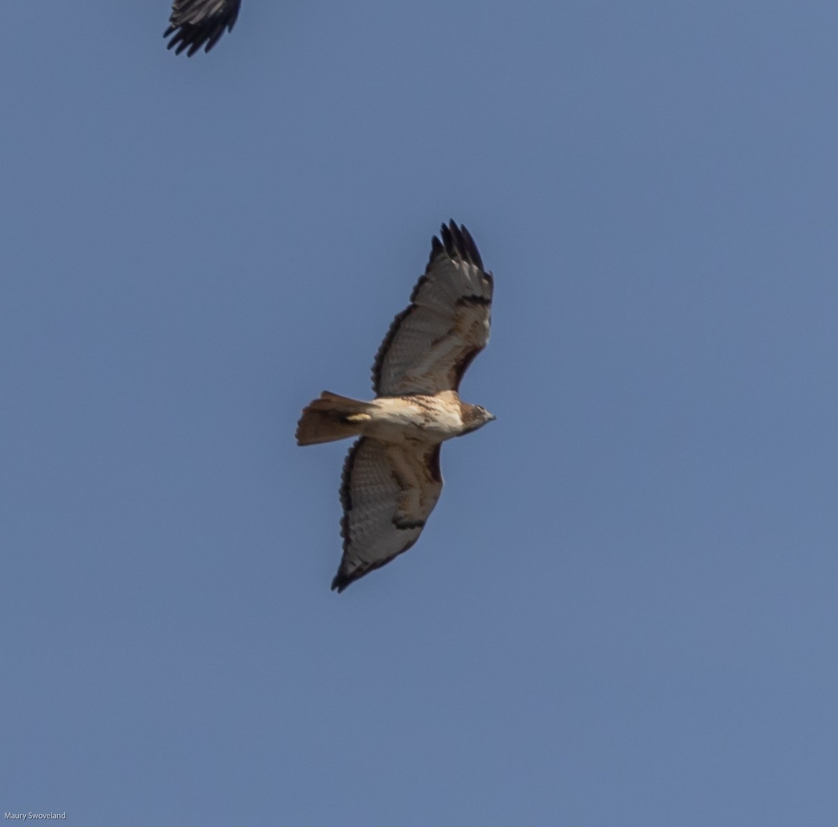 Red-tailed Hawk - ML398478241