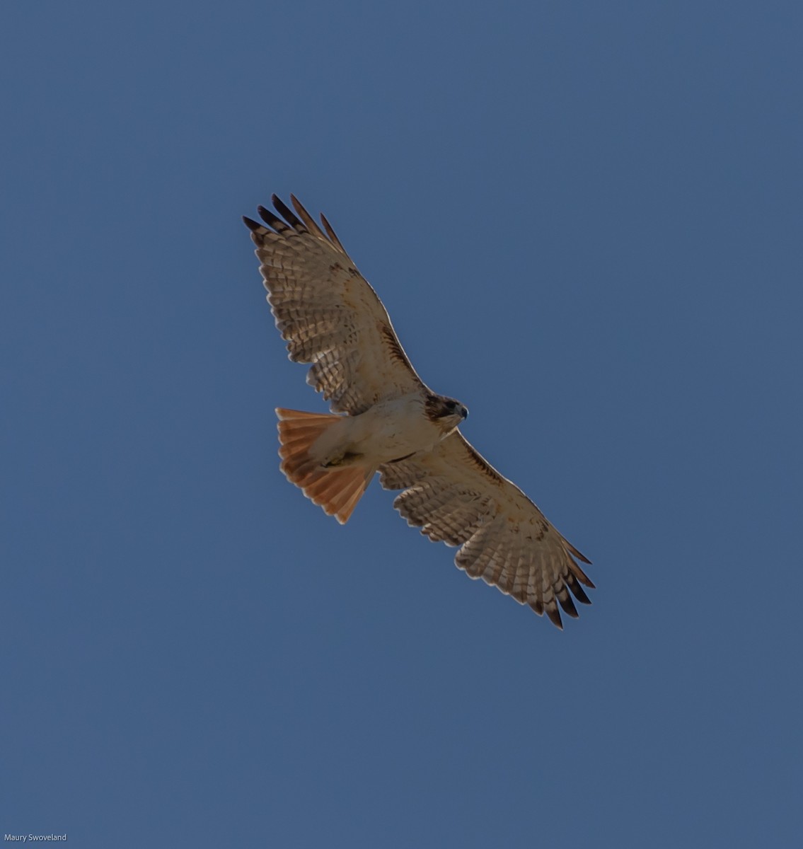 Red-tailed Hawk - ML398478251