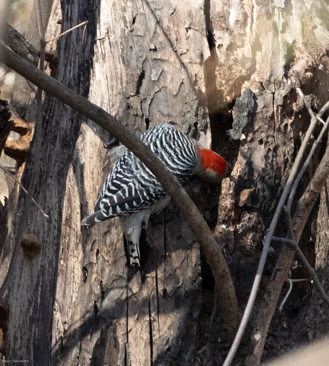 Red-bellied Woodpecker - ML398480231