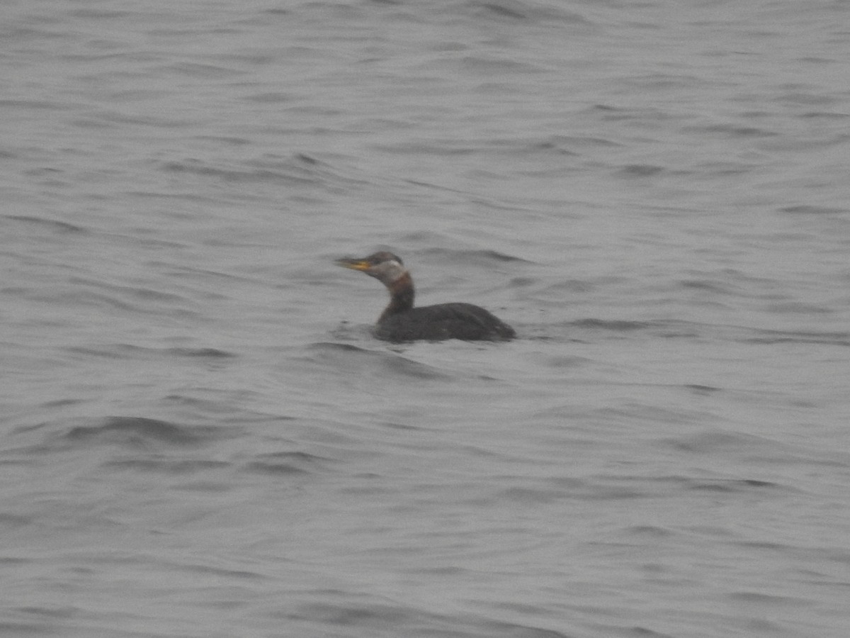 Red-necked Grebe - ML39848211