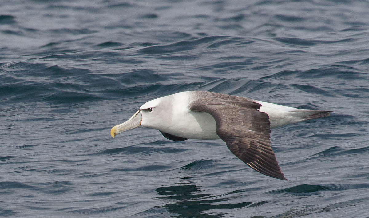 White-capped Albatross - Ivo Tejeda