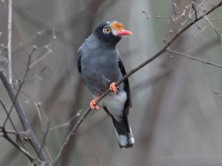  - Chestnut-fronted Helmetshrike