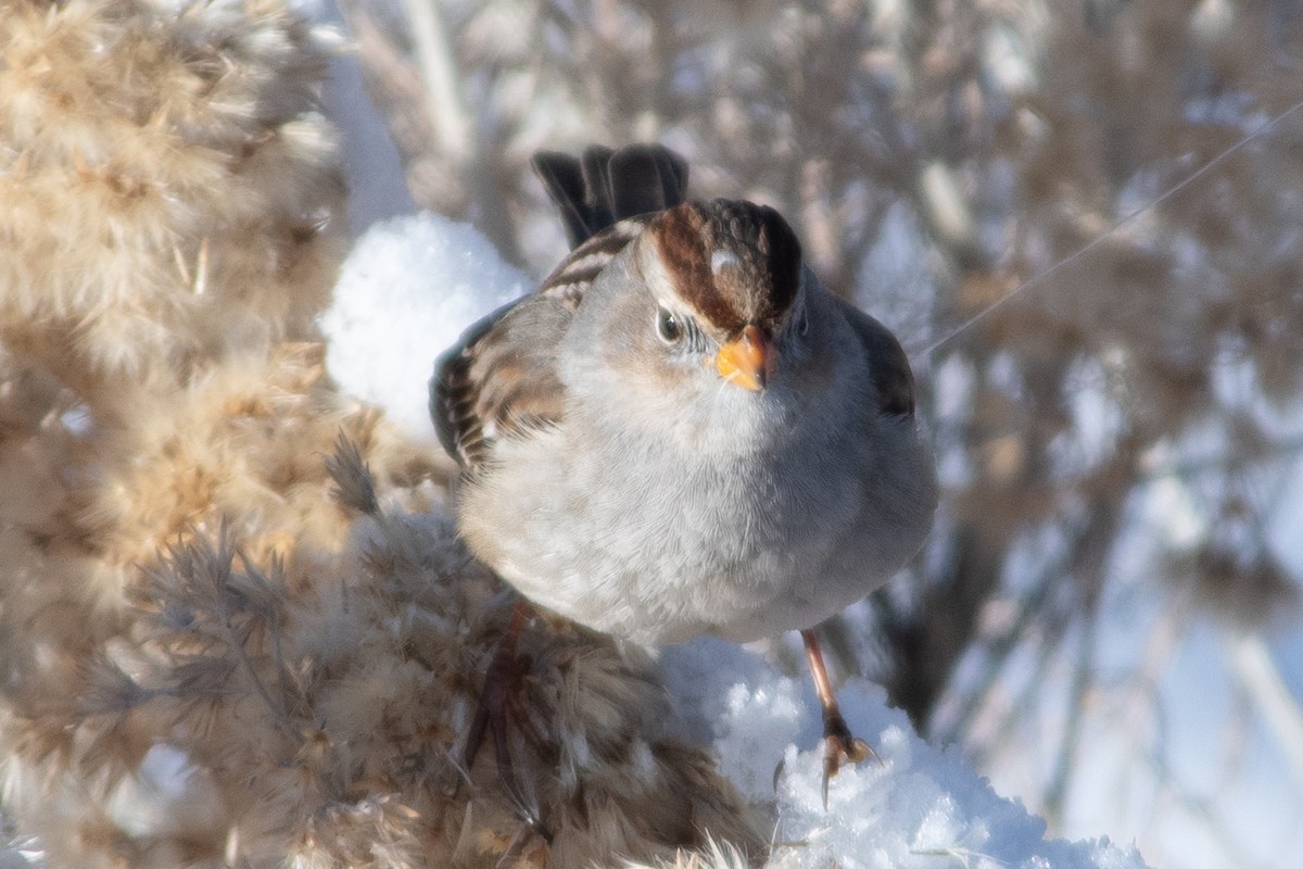 White-crowned Sparrow - ML398492321