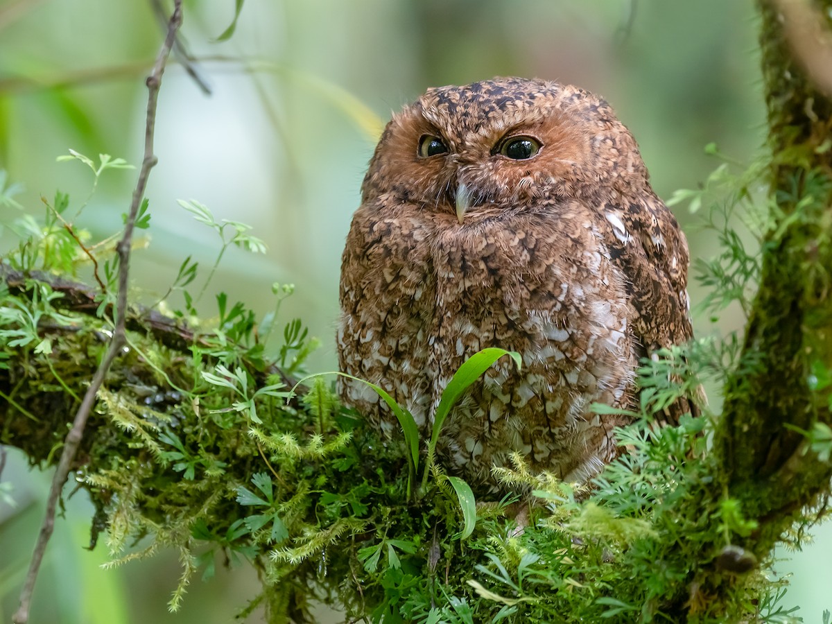 Bare-shanked Screech-Owl - Megascops clarkii - Birds of the World