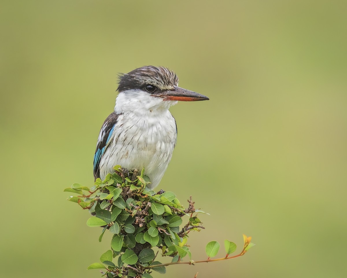Striped Kingfisher - Cindy Cone