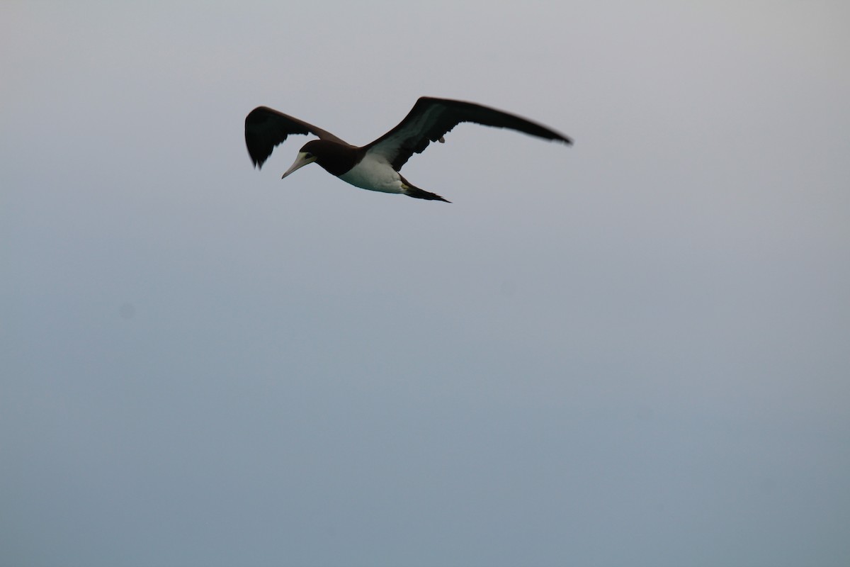 Brown Booby - ML398498331