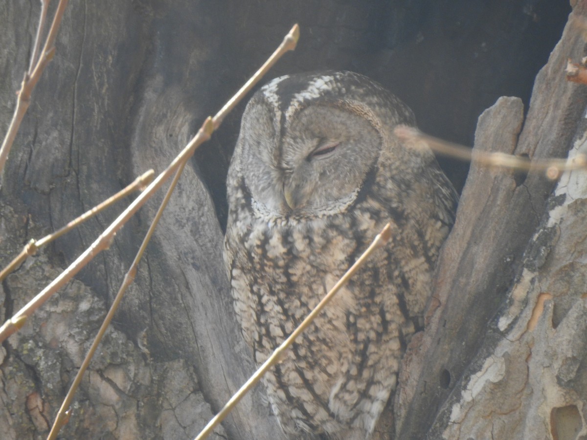 Tawny Owl - ML398500091