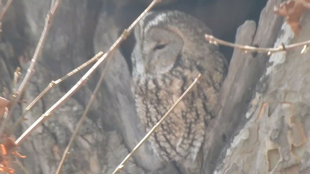 Tawny Owl - ML398500611