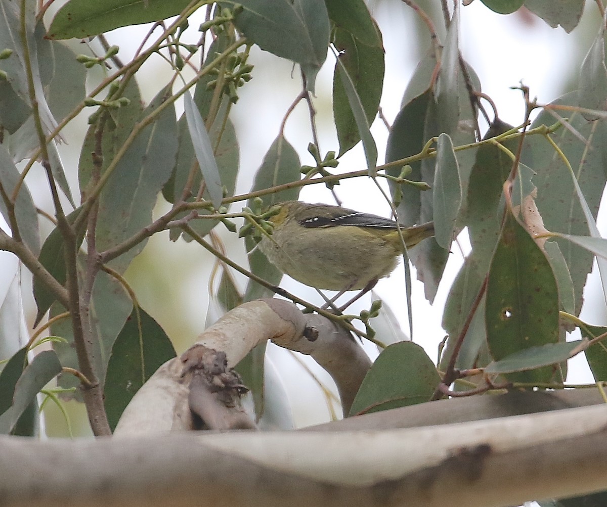 Forty-spotted Pardalote - Gil Ewing