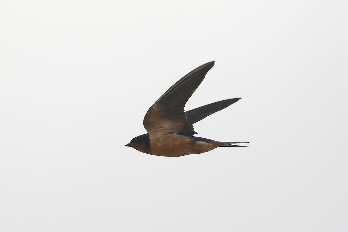 Barn Swallow - Ted Keyel