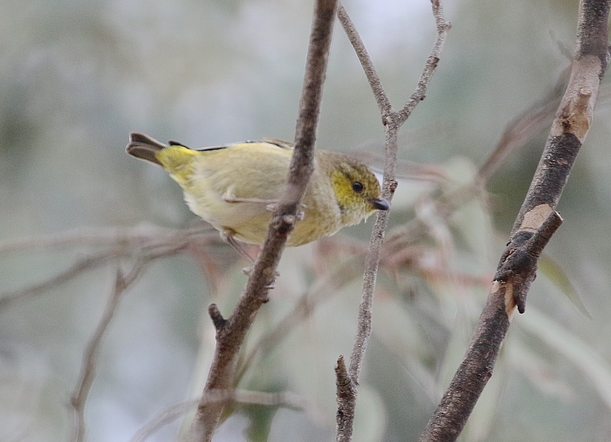 Forty-spotted Pardalote - Gil Ewing