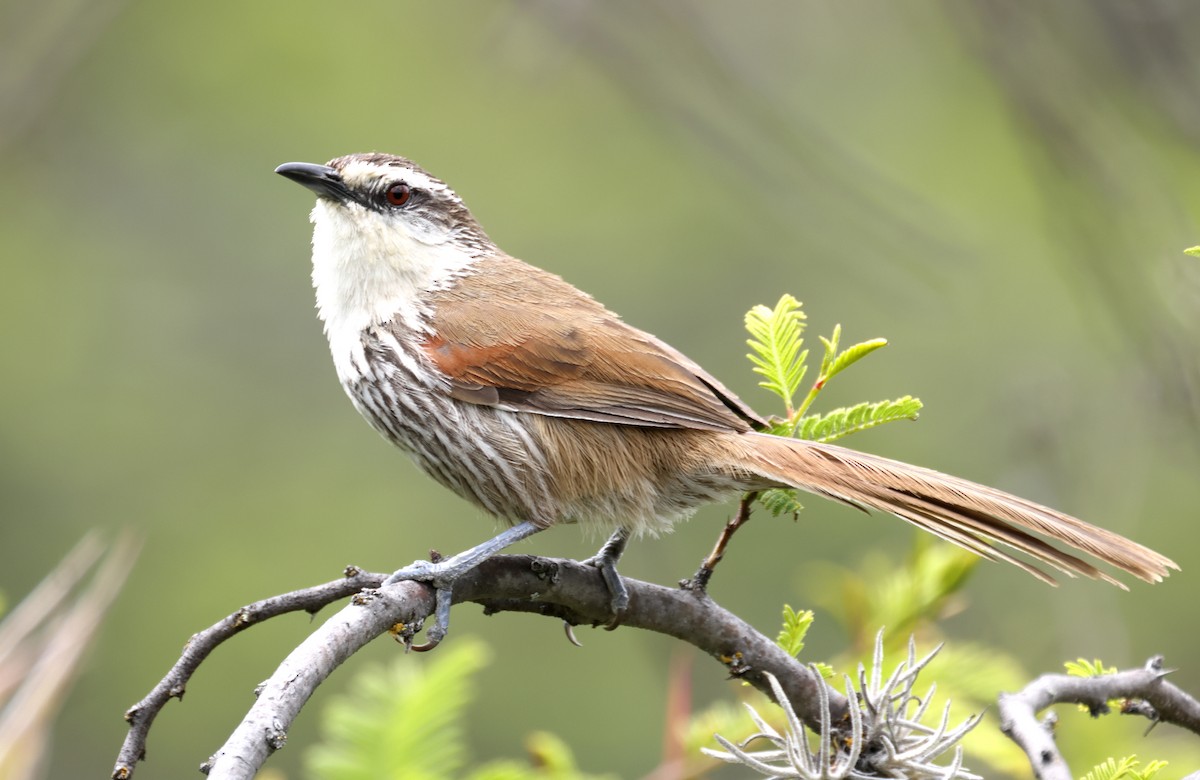 Great Spinetail - ML398509641