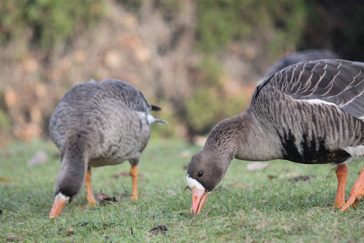 Greater White-fronted Goose - ML398513101