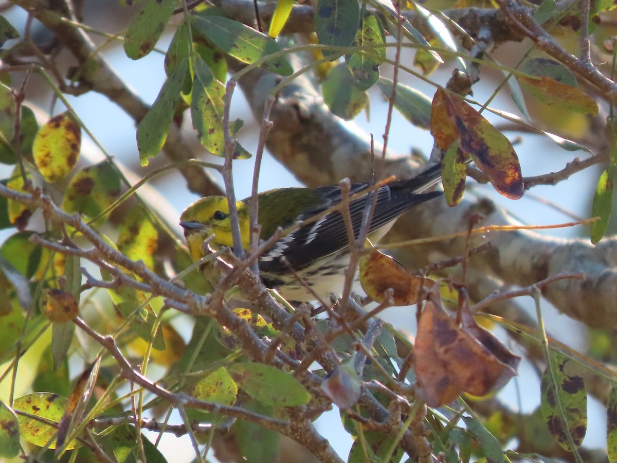 Black-throated Green Warbler - Francisco Emilio Roldan Velasco Tuxtla Birding Club - Chiapas
