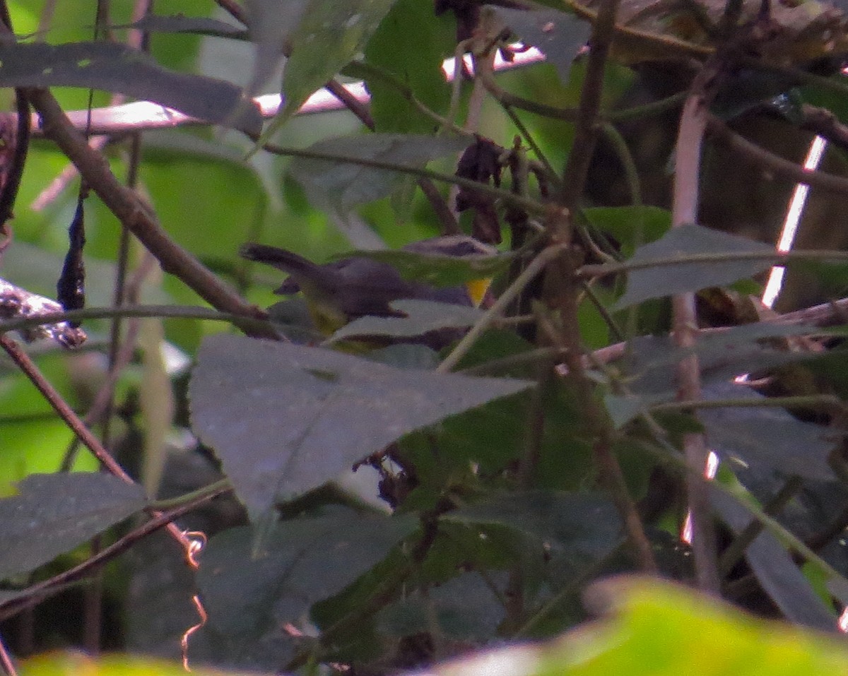 Golden-crowned Warbler - Carlos E. Delgado (JUMABITA)
