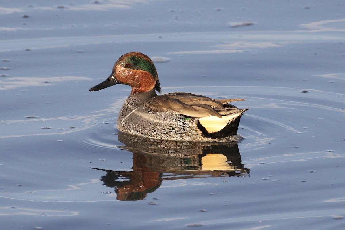 Green-winged Teal - ML398523661