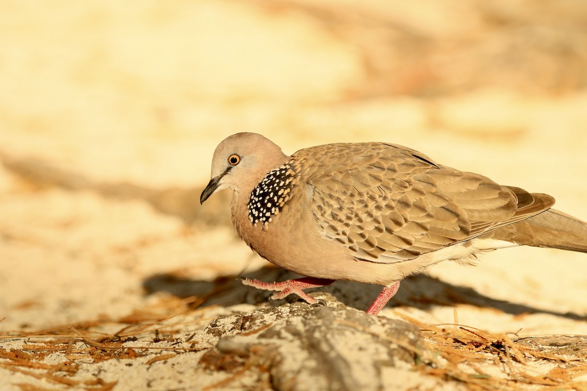 Spotted Dove - ML398531571