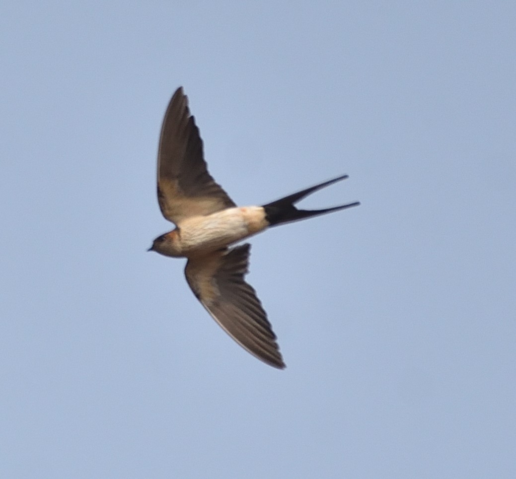 Red-rumped Swallow - ML398532171