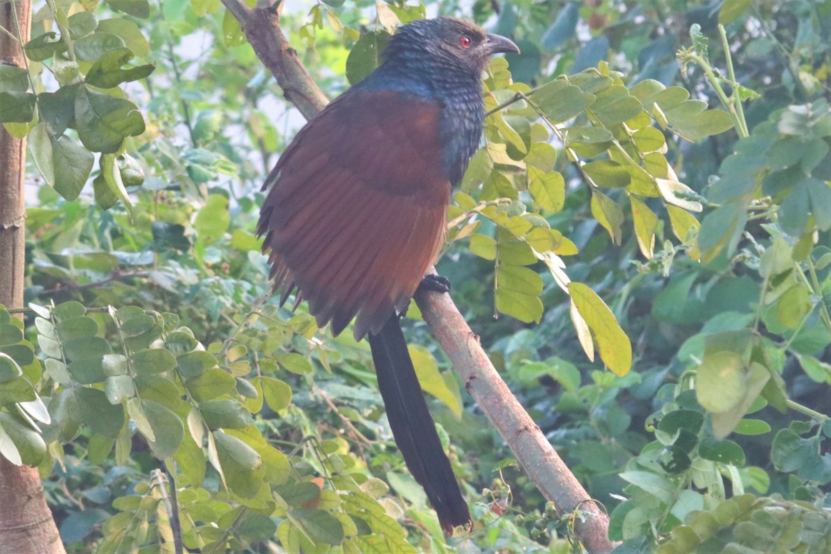 Greater Coucal - ML398534651