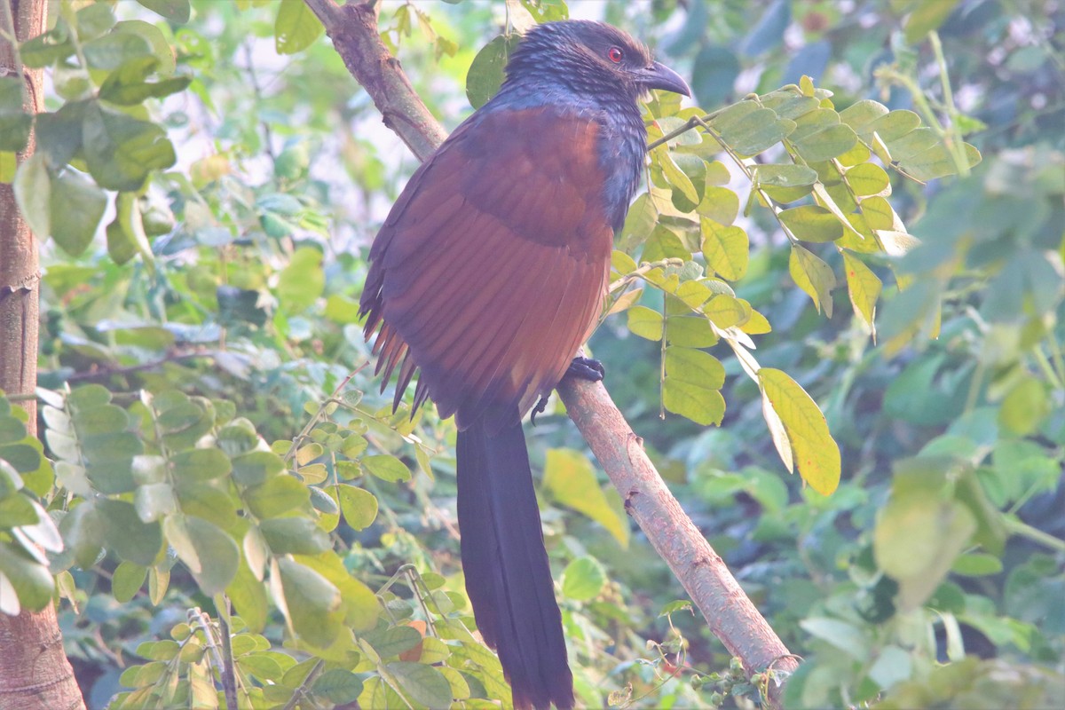 Greater Coucal - ML398534661