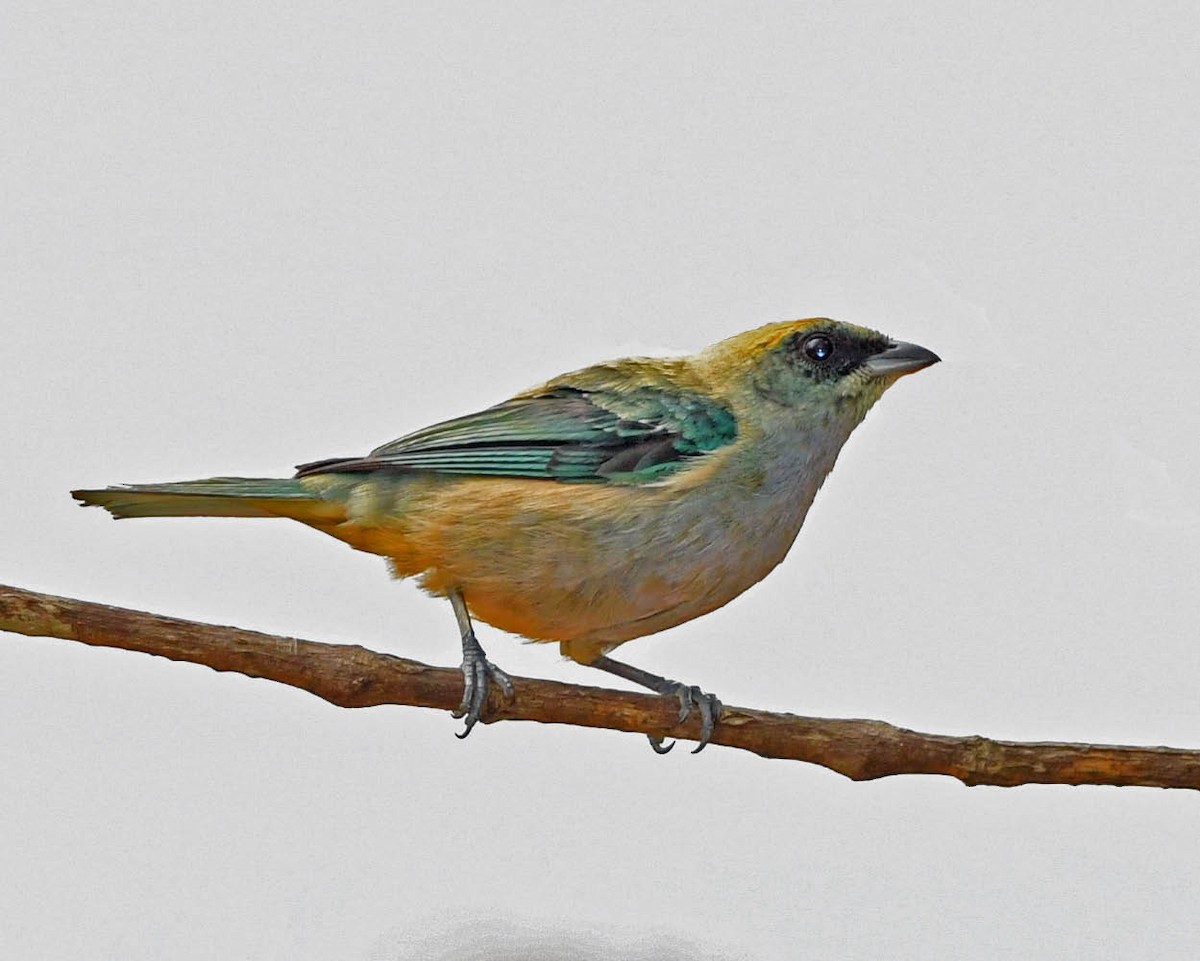 Green-capped Tanager - ML398539851