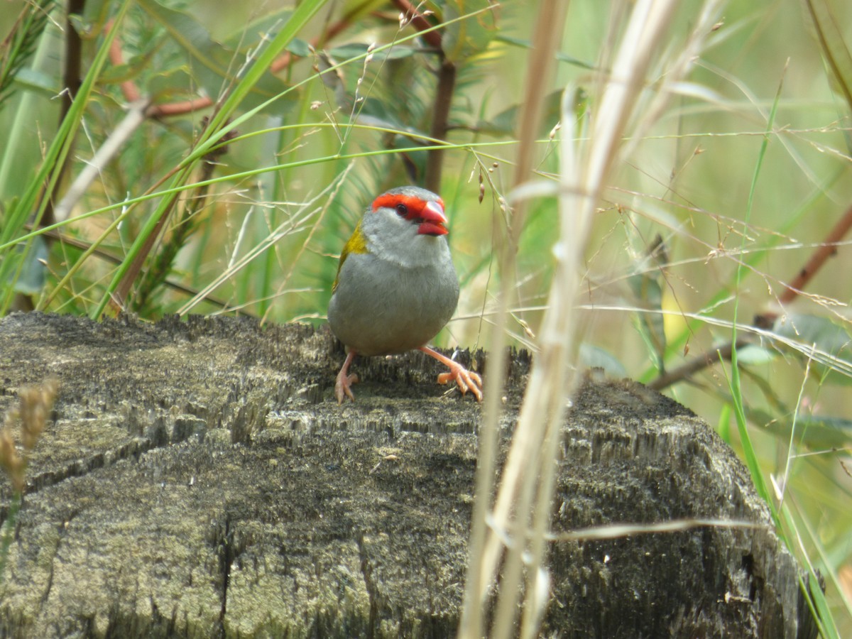 Red-browed Firetail - ML398540351
