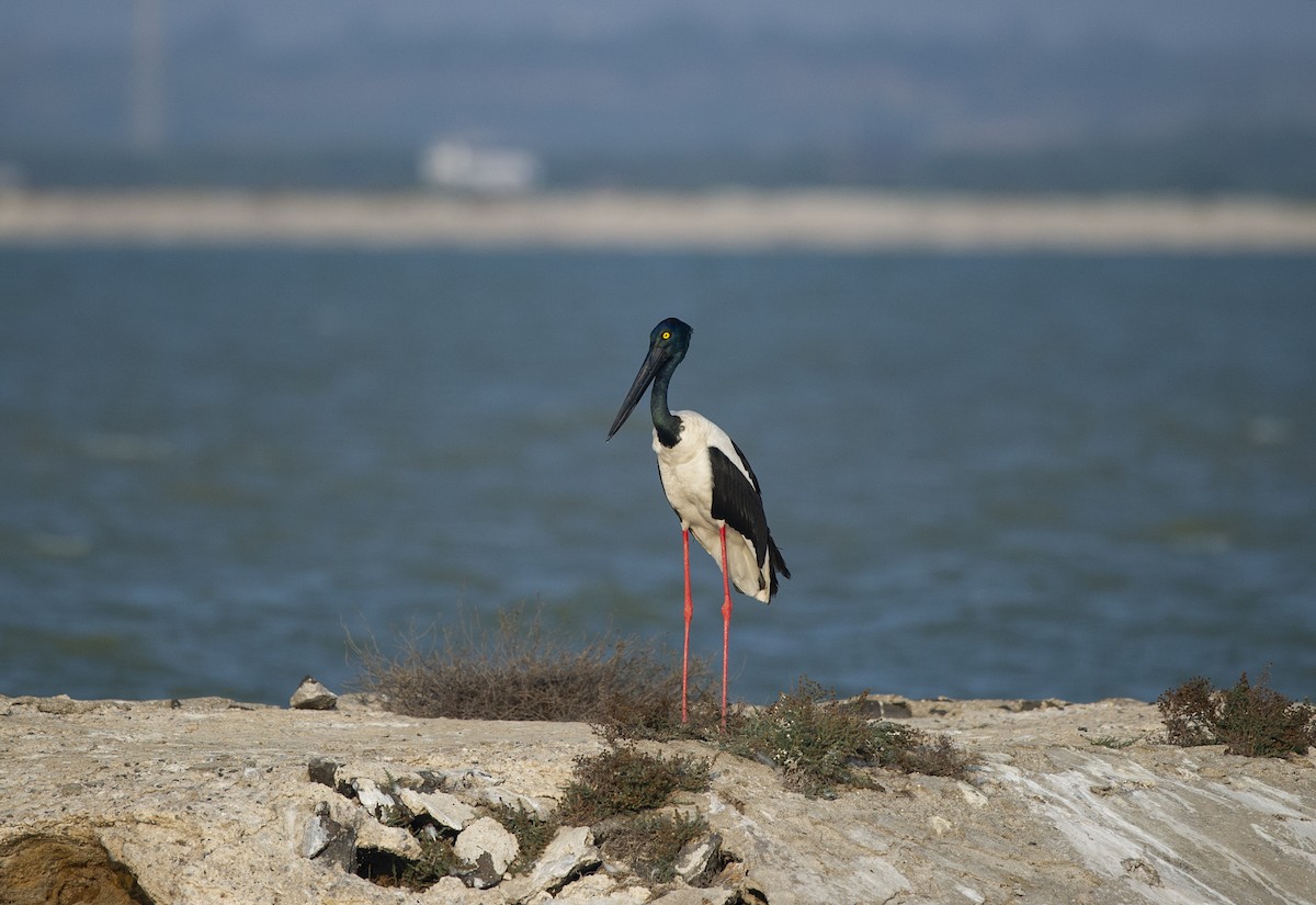 Black-necked Stork - ML398543161
