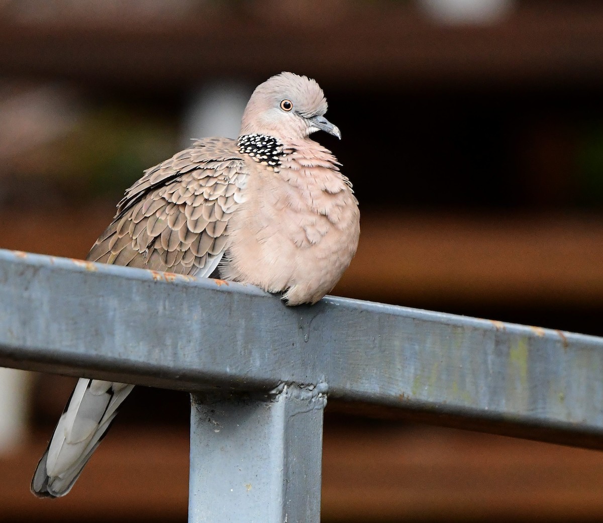 Spotted Dove - ML398546171