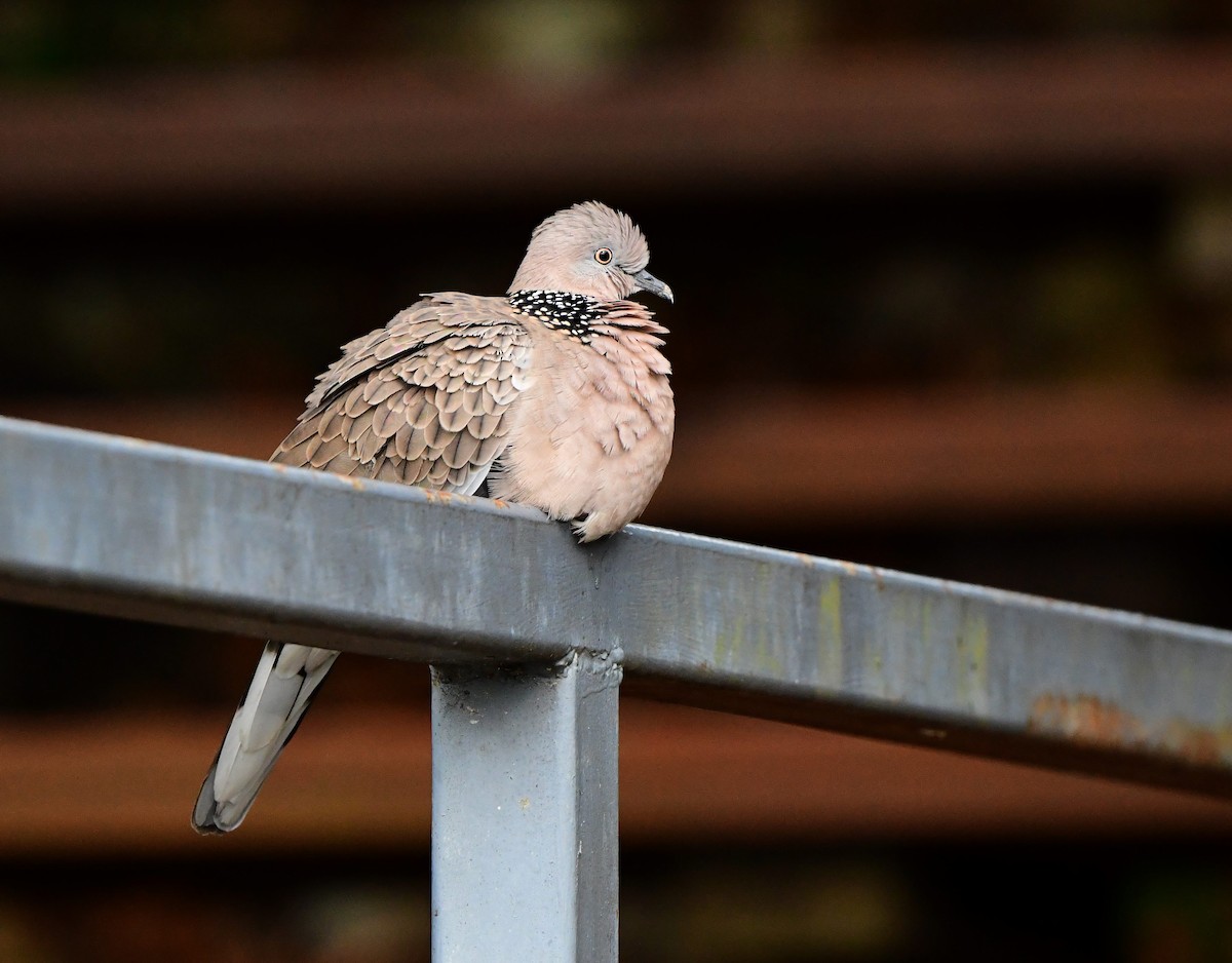 Spotted Dove - ML398546231