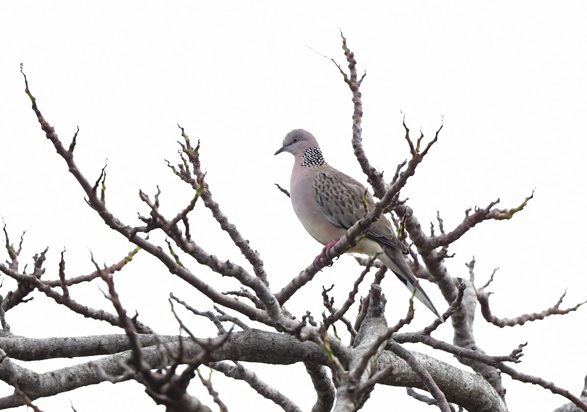 Spotted Dove - ML398546261
