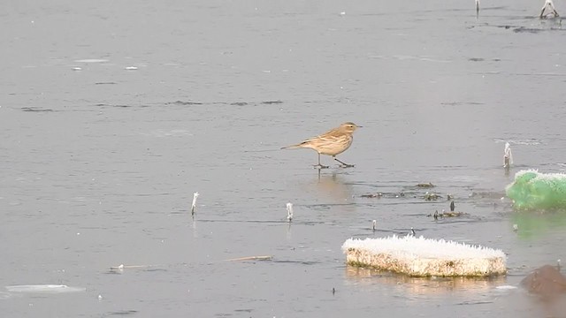 Water Pipit - ML398547351