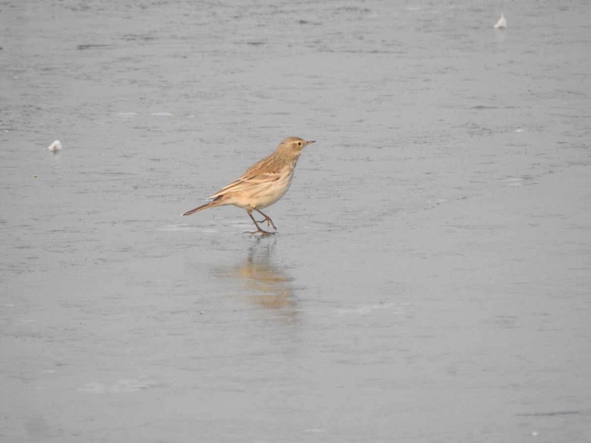 Water Pipit - ML398547361