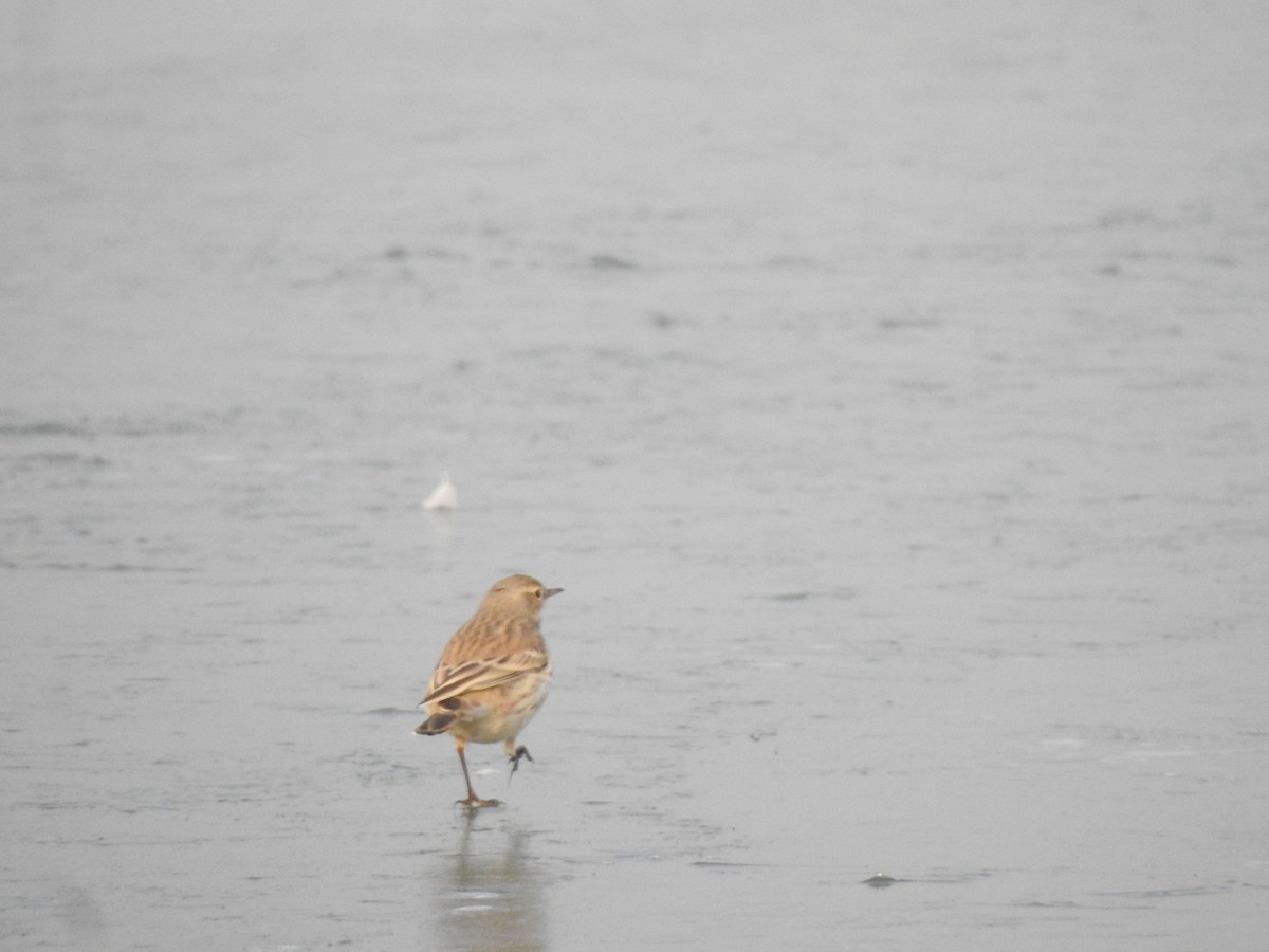 Water Pipit - ML398547371