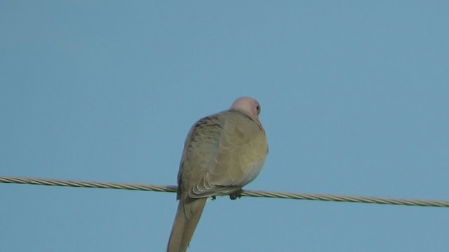 Laughing Dove - ML398556251