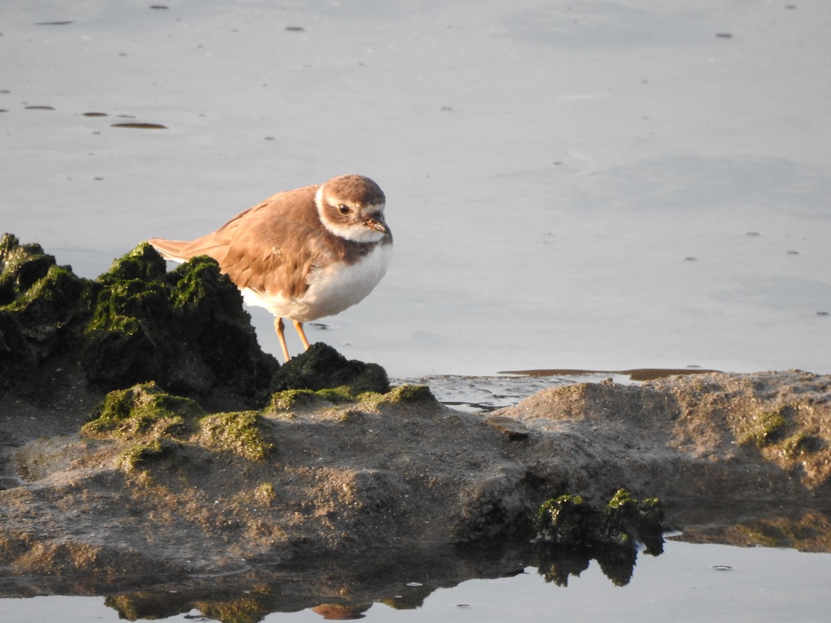 Semipalmated Plover - ML398562971