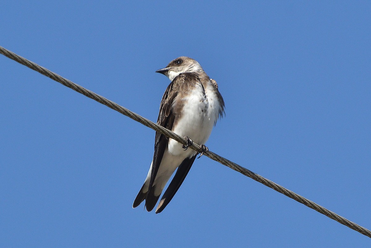 Brown-chested Martin - ML398563251