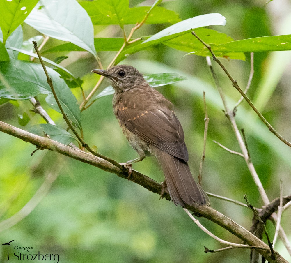 Pale-breasted Thrush - ML398568471