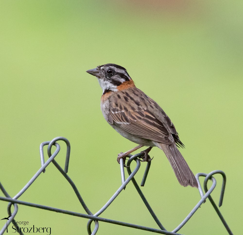 Rufous-collared Sparrow - ML398568511