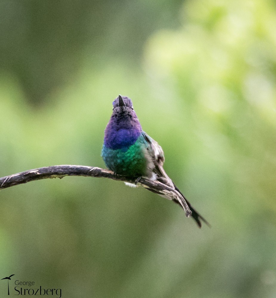 Swallow-tailed Hummingbird - ML398570291