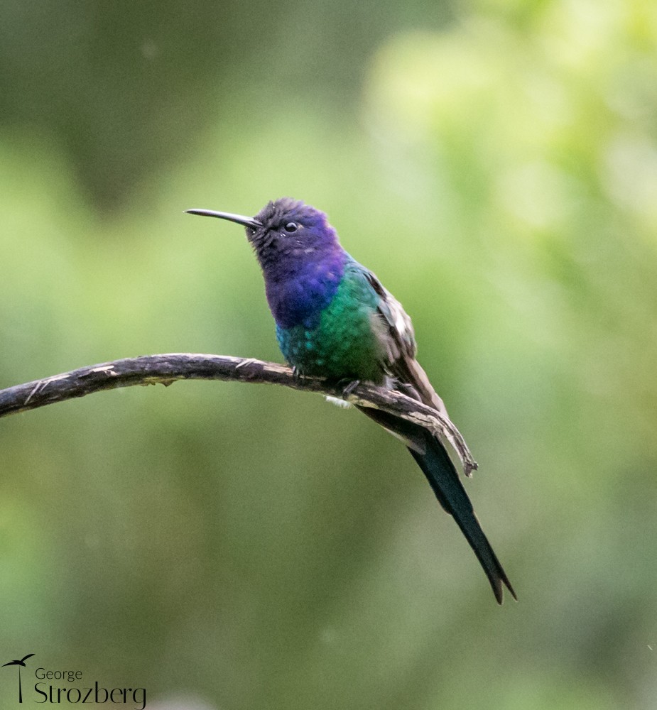 Swallow-tailed Hummingbird - ML398570301