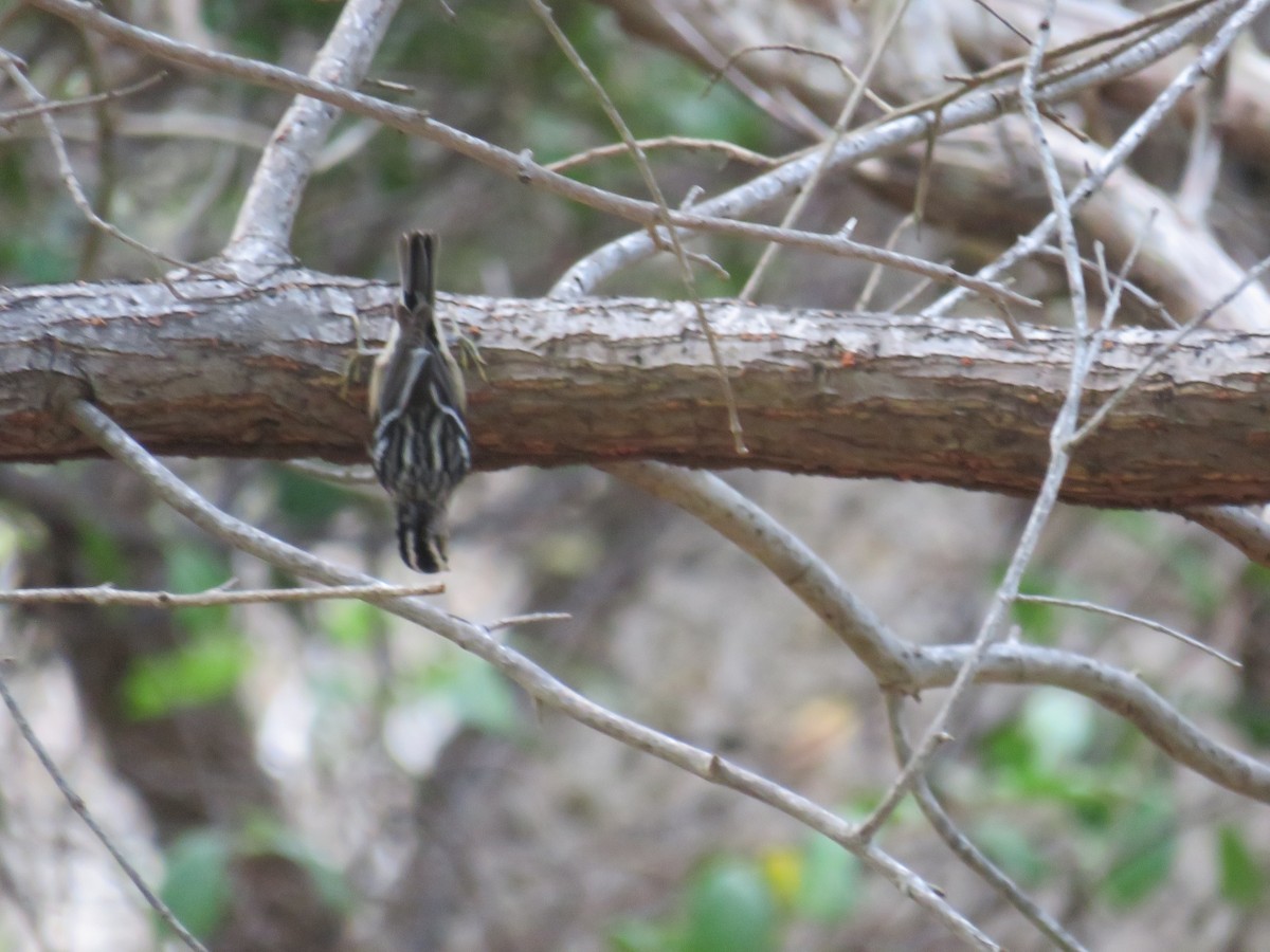 Black-and-white Warbler - ML398571721