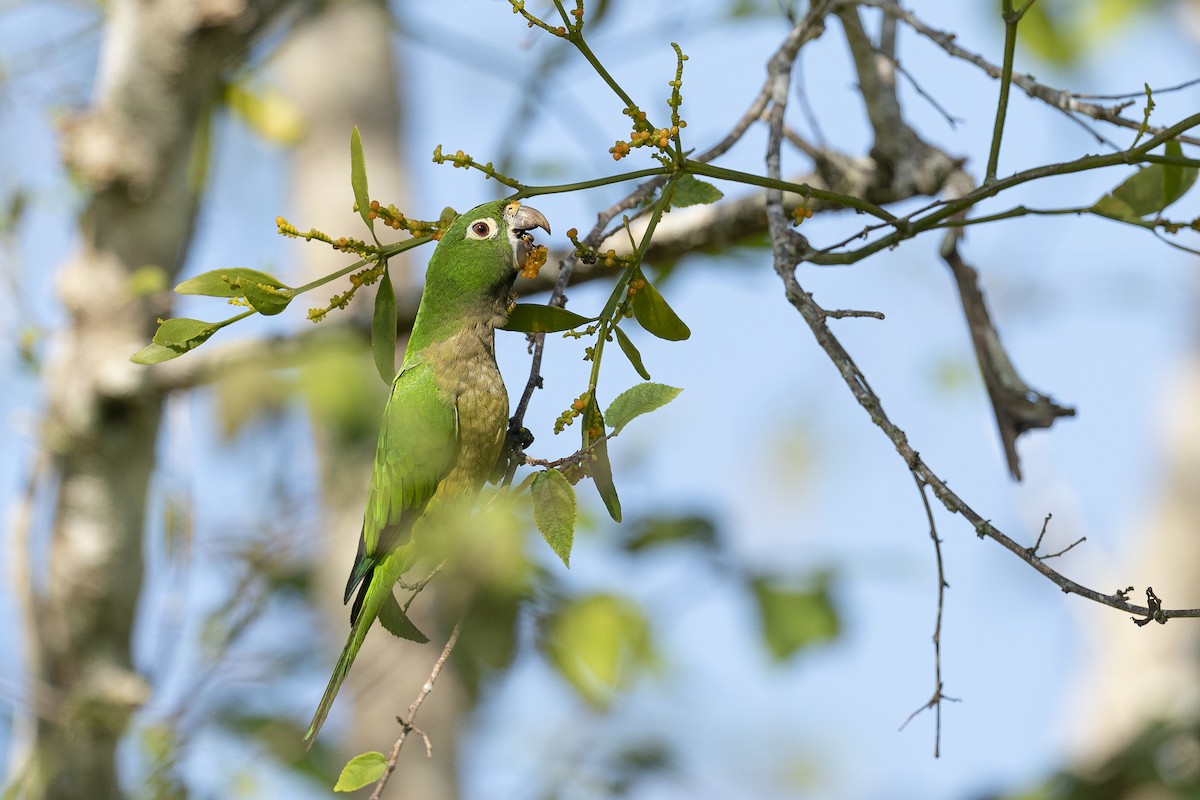Olive-throated Parakeet (Aztec) - Jérémy Calvo